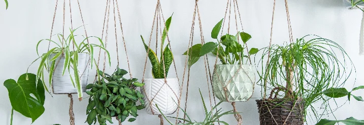 Sechs Pflanzen in Makramee-Hängern